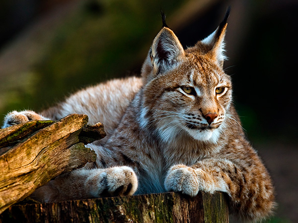 Felis Lynx